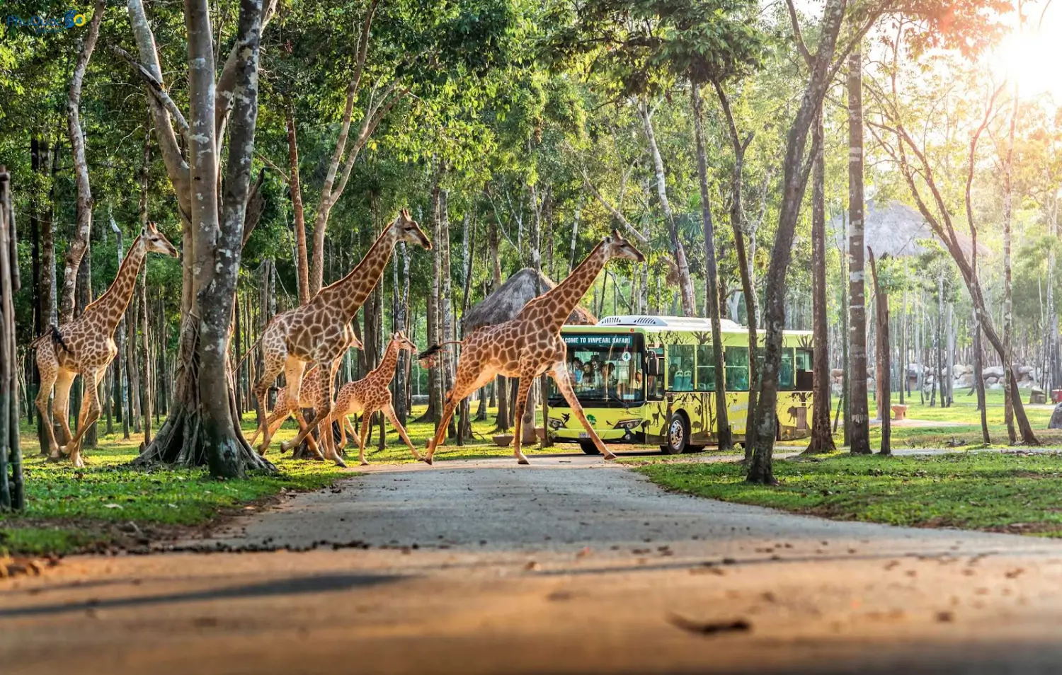 Xe bus chuyên dụng đưa du khách tham quan khu Safari bán hoang dã Phú Quốc