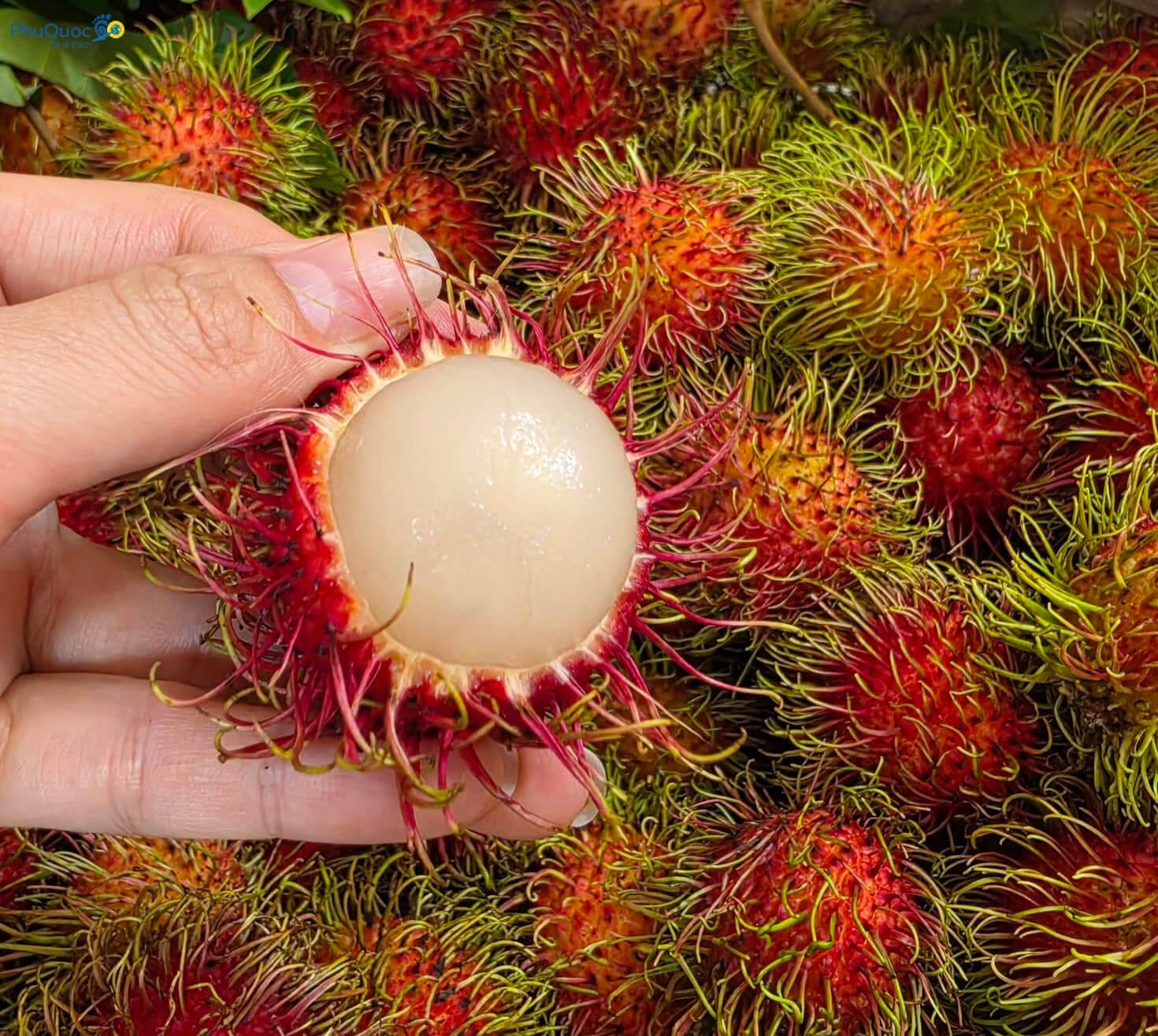 Phu Quoc Thai rambutan fruit freestone thick flesh sweet crunchy