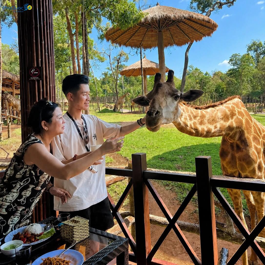 Du khách check-in và cho hươu cao cổ ăn trực tiếp tại nhà hàng Giraffe Restaurant Safari Phú Quốc