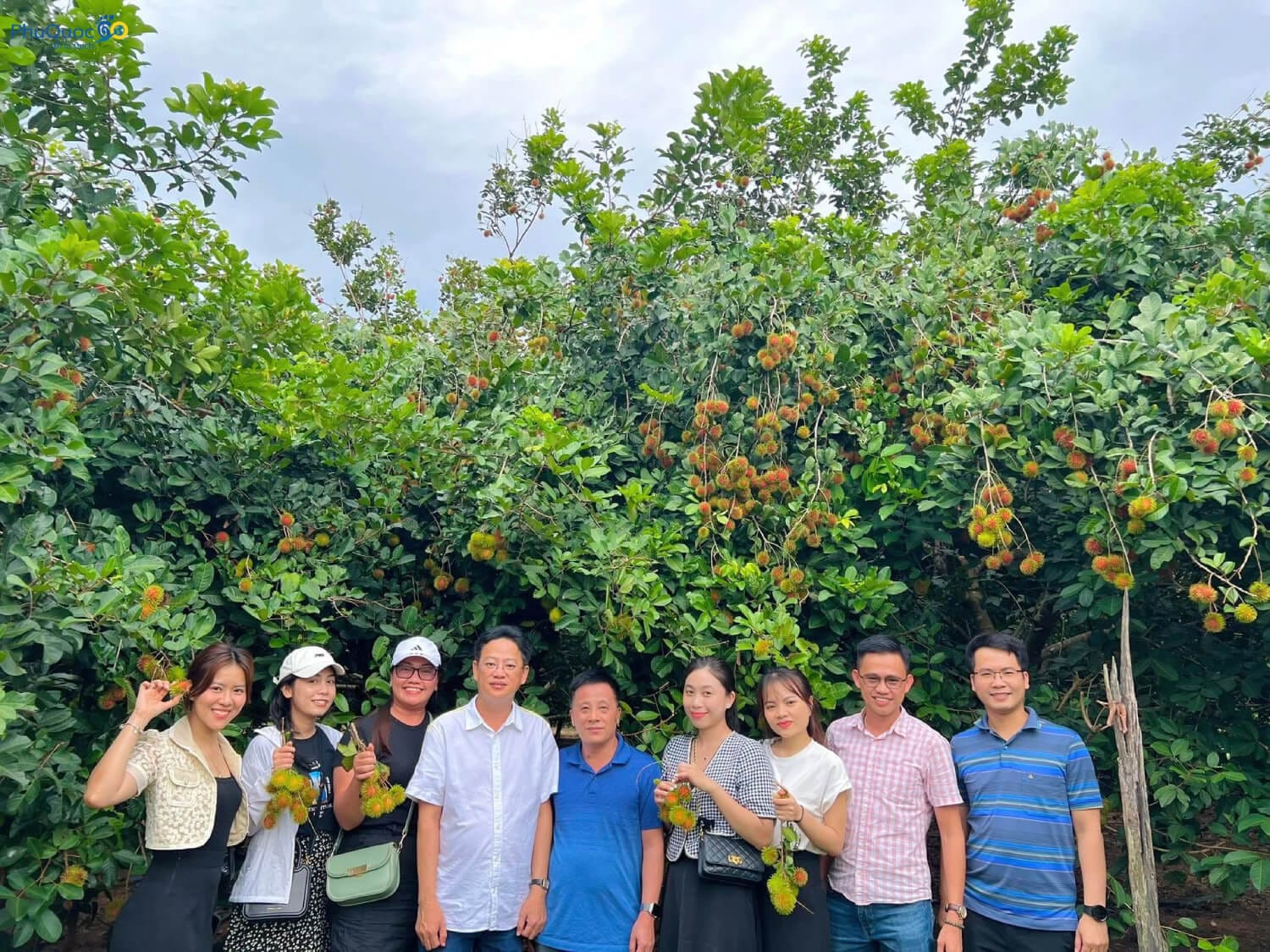 Tourists experience picking Phu Quoc fruit and eating unlimited rambutan in orchard