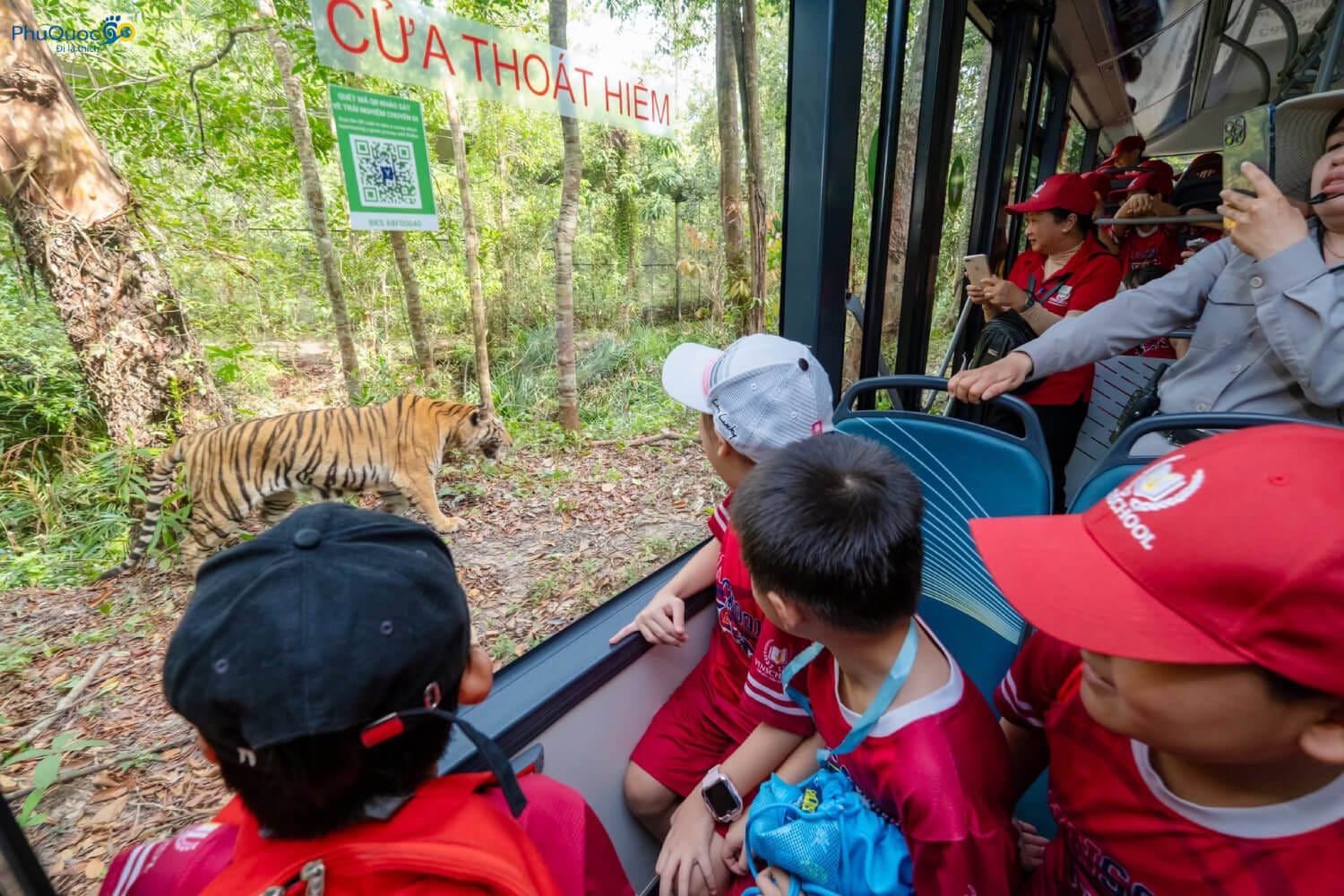 Trẻ em ngồi trong xe bus Safari kính cường lực ngắm nhìn hổ Bengal tự do đi lại bên ngoài