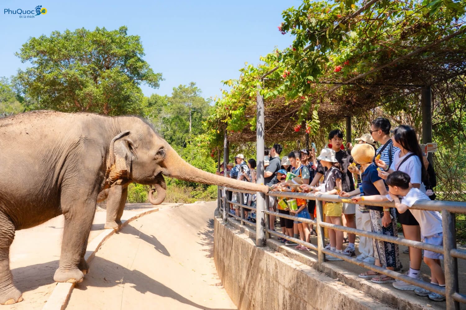 Du khách và trẻ em hào hứng cho voi châu Á ăn chuối tại khu vực tương tác của vườn thú mở Open Zoo