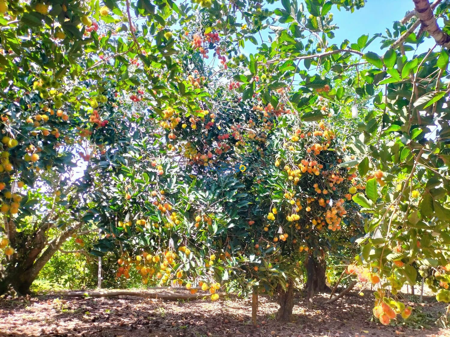 Phu Quoc rambutan garden heavy with ripe red fruit in summer