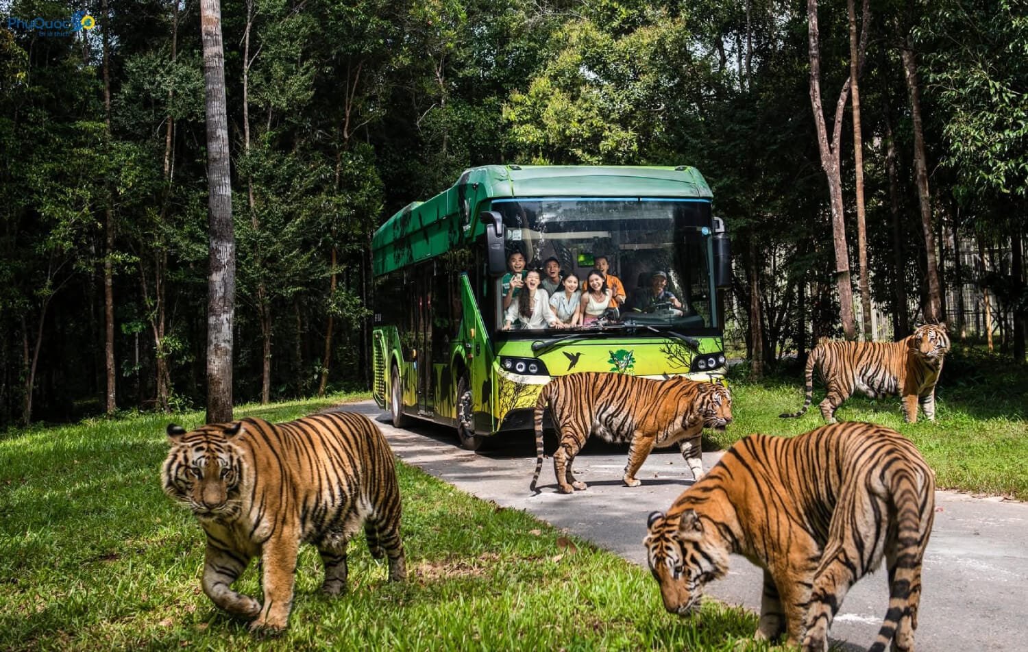 Xe bus chuyên dụng đưa khách tham quan cận cảnh hổ Bengal tại khu bán hoang dã Vinpearl Safari Phú Quốc