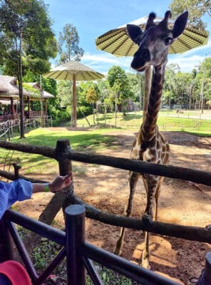 Hình ảnh thực tế đi Safari Phú Quốc của khách hàng 劉子穎