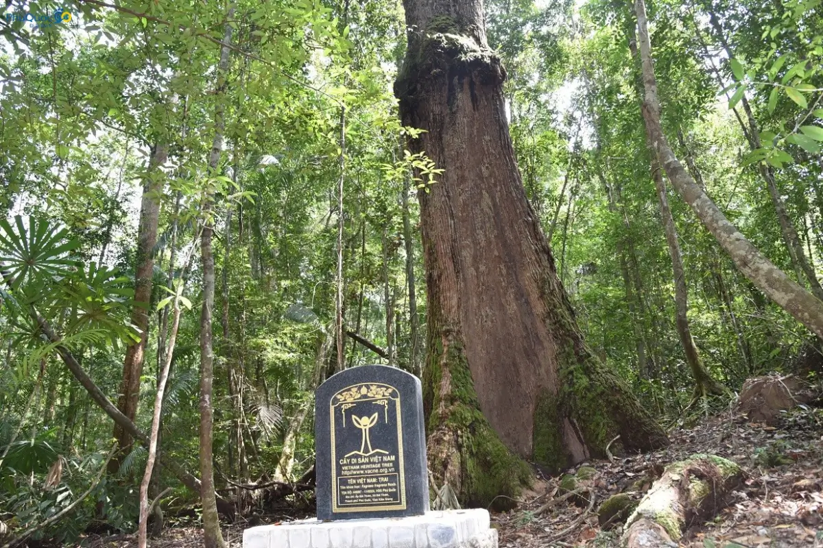 Centuries-old tree trunk and vines in Phu Quoc National Park