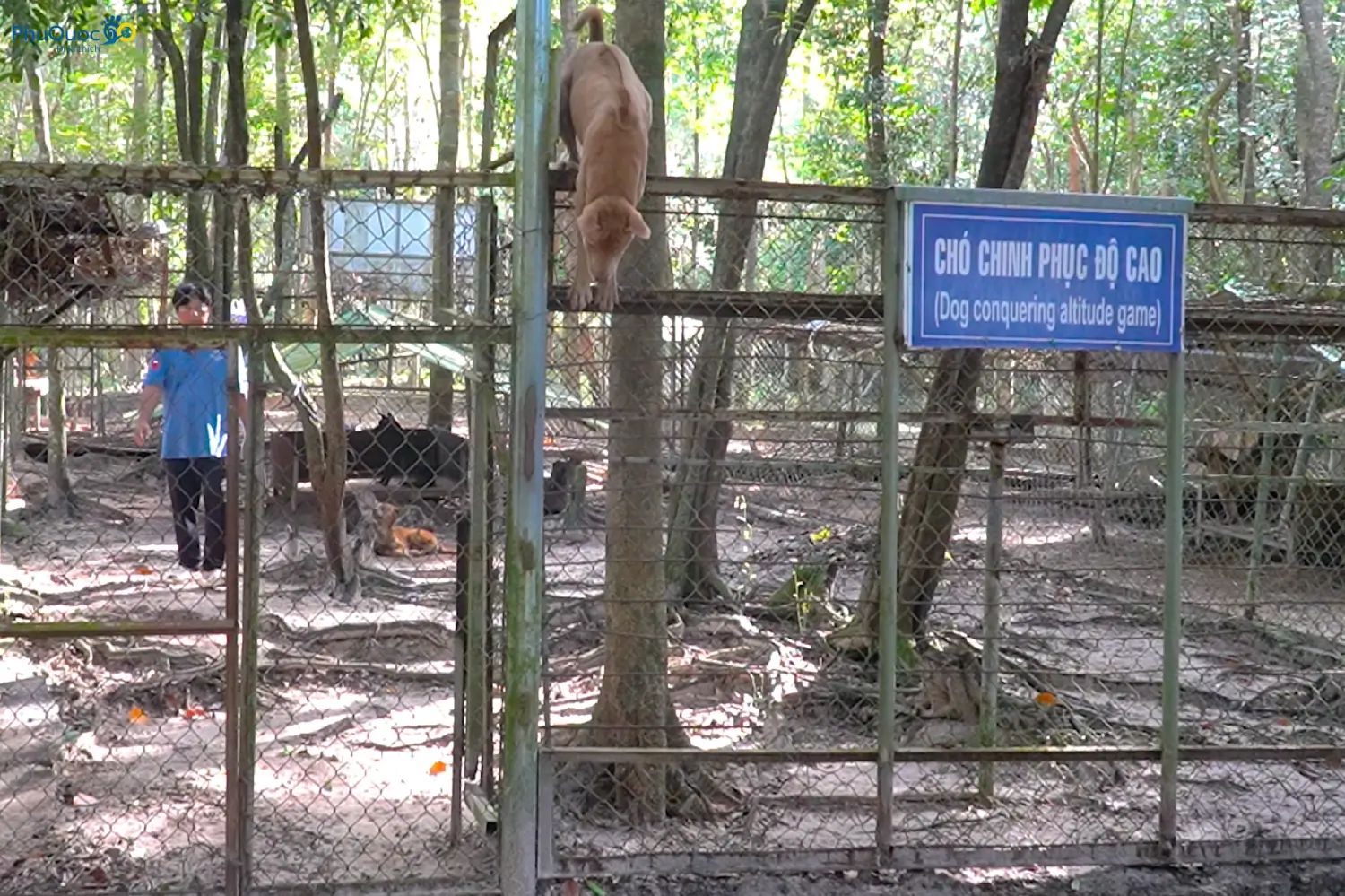 Phu Quoc Ridgeback performing hurdle jumping and scaling heights