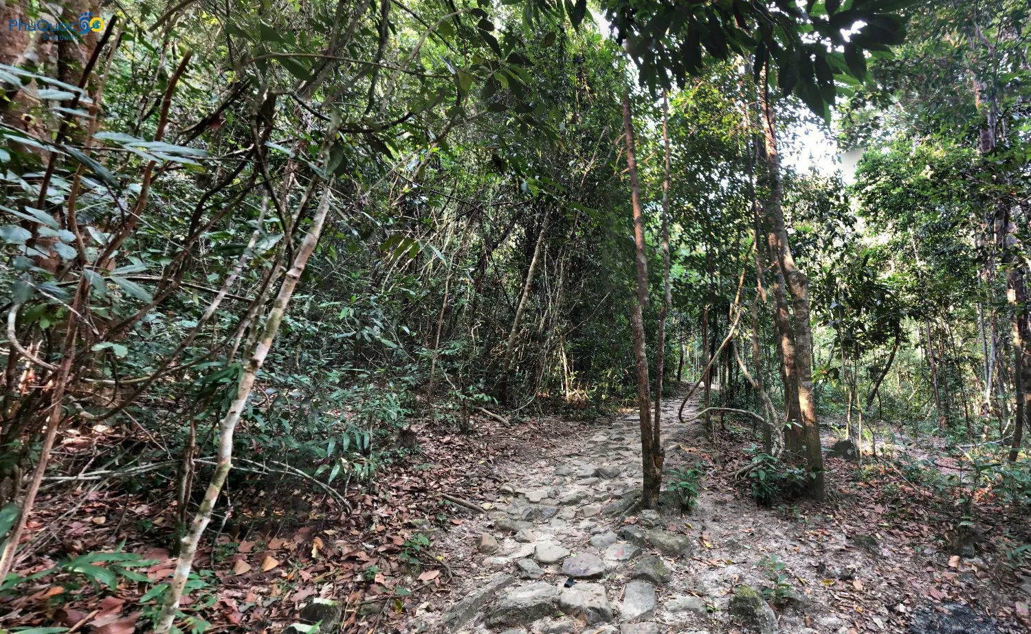 Cung đường mòn trekking xuyên rừng nguyên sinh vào Suối Mây Phú Quốc