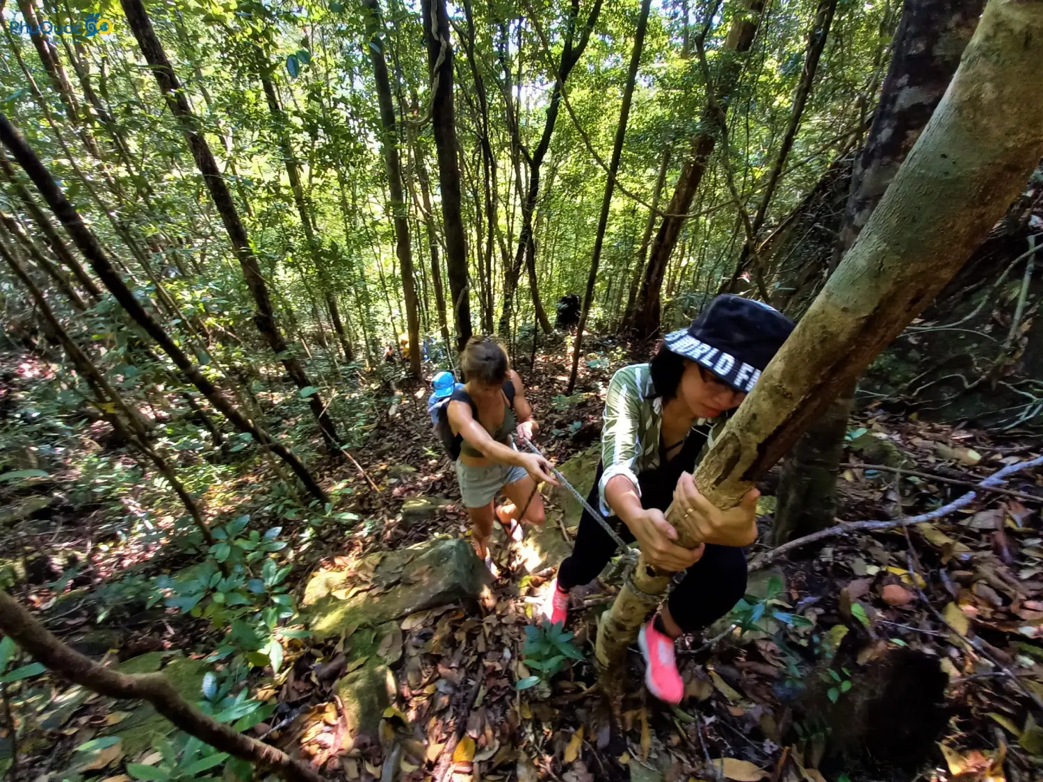 Trail through Phu Quoc primary forest with cool green canopy of ancient trees