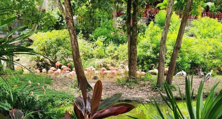 Hình ảnh thực tế đi Safari Phú Quốc của khách hàng 林芷晴