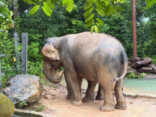 Hình ảnh thực tế đi Safari Phú Quốc của khách hàng Phạm Hoàng Nam