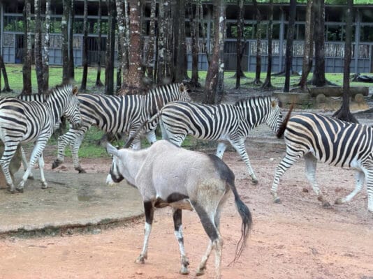 Hình ảnh thực tế đi Safari Phú Quốc của khách hàng Phạm Hoàng Nam