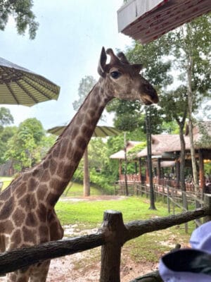 Hình ảnh thực tế đi Safari Phú Quốc của khách hàng Phạm Hoàng Nam