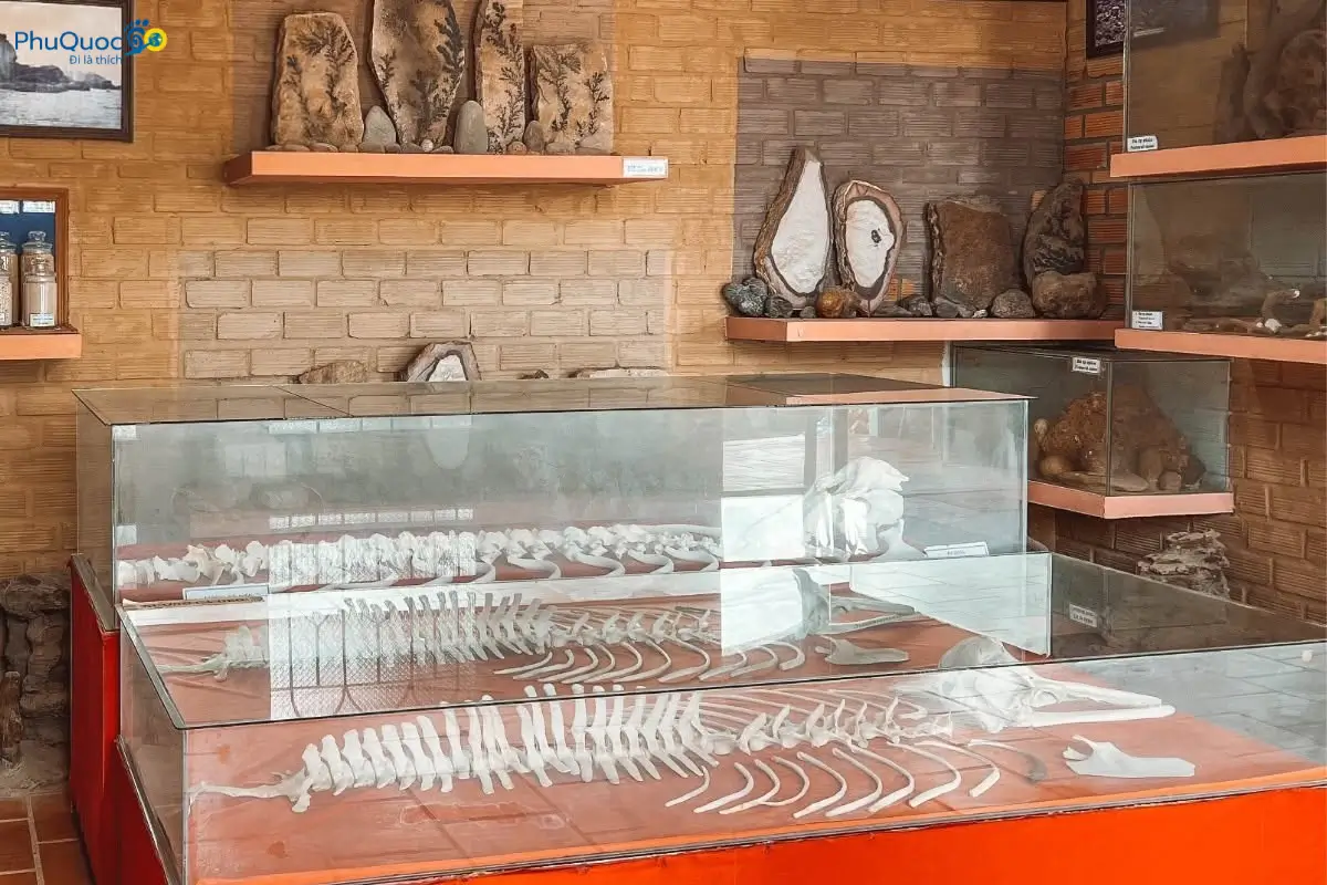 Bộ xương bò biển Dugong tại khu trưng bày biển rừng Bảo tàng Cội Nguồn Phú Quốc
