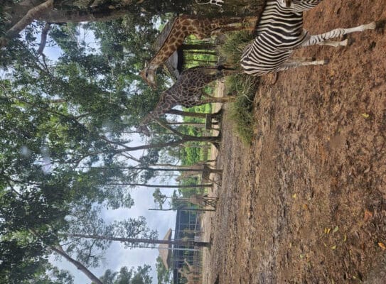 Hình ảnh thực tế đi Safari Phú Quốc của khách hàng Megan Holloway