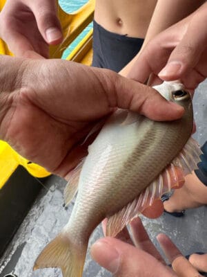 Hình ảnh thực tế đi Tour Tàu Gỗ Phú Quốc của khách hàng Adrian Tan