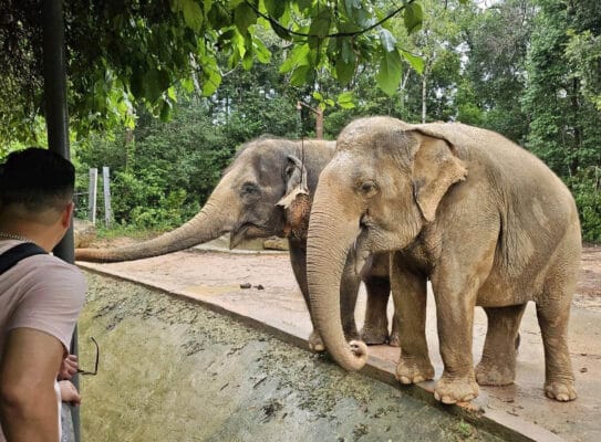 Hình ảnh thực tế đi Vé VinWonder và Safari Phú Quốc của khách hàng Võ Anh Tuấn